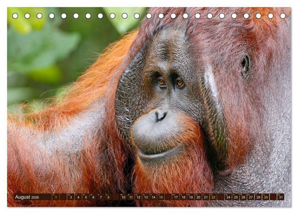 Produktbild: Waldmenschen - Orang Utans auf Borneo (Tischkalender 2026 DIN A5 quer), CALVENDO Monatskalender