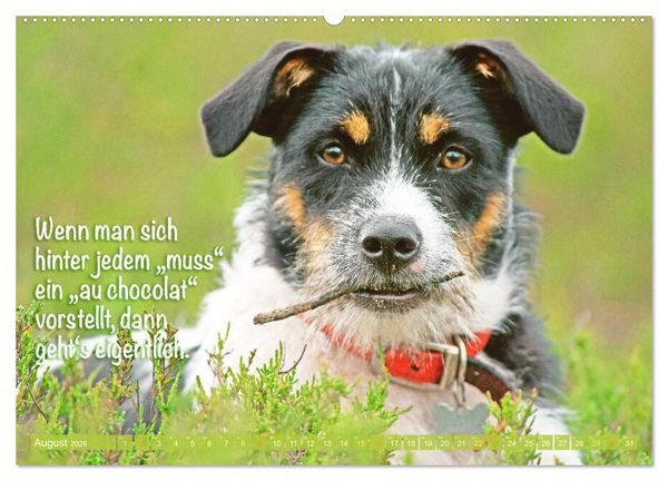 Produktbild: Jack Russell Terrier: Komm spielen (hochwertiger Premium Wandkalender 2026 DIN A2 quer), Kunstdruck in Hochglanz