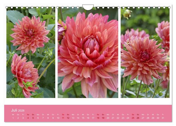 Produktbild: Dahlien-Triplets (Wandkalender 2026 DIN A4 quer), CALVENDO Monatskalender