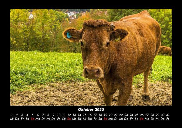 Produktbild: Welt der Tiere 2025 Fotokalender DIN A3