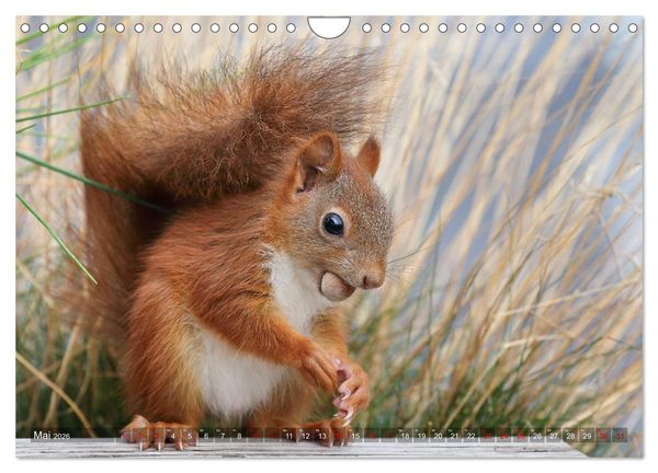Produktbild: Eichh&ouml;rnchen Luna und ihre Kinder (Wandkalender 2026 DIN A4 quer), CALVENDO Monatskalender