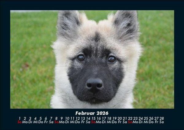 Produktbild: Welpen 2026 Fotokalender DIN A5