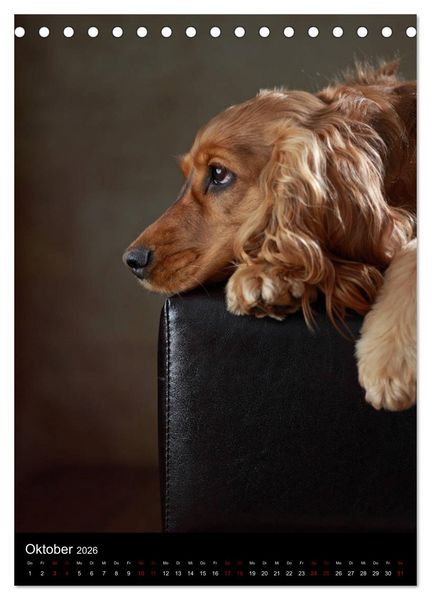Produktbild: Stille Momente - Die sensible Seite der Hunde (Tischkalender 2026 DIN A5 hoch), CALVENDO Monatskalender