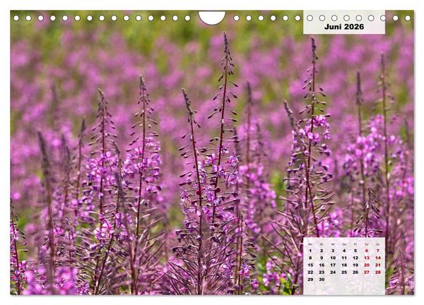 Produktbild: Rh&ouml;ner R&ouml;schen - ein Sommerm&auml;rchen in der Hochrh&ouml;n (Wandkalender 2026 DIN A4 quer), CALVENDO Monatskalender