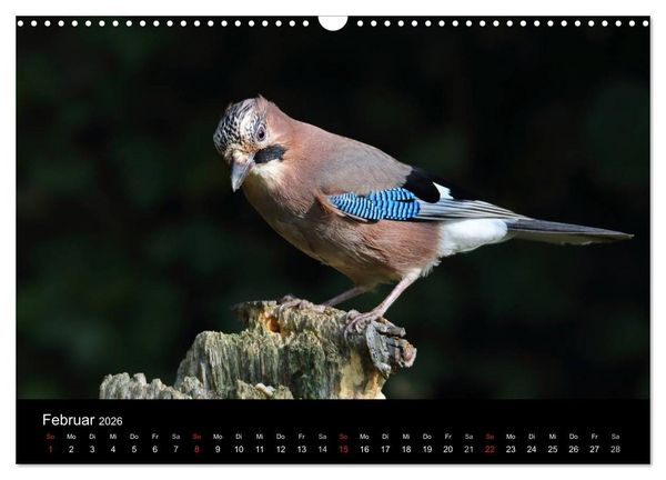 Produktbild: Eichelh&auml;her der Waldpolizist (Wandkalender 2026 DIN A3 quer), CALVENDO Monatskalender