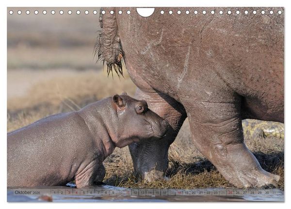 Produktbild: Flusspferde Magie des Augenblicks - Hippos in Afrika (Wandkalender 2026 DIN A4 quer), CALVENDO Monatskalender