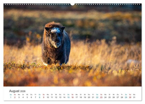 Produktbild: Die letzten Moschusochsen Europas (hochwertiger Premium Wandkalender 2026 DIN A2 quer), Kunstdruck in Hochglanz