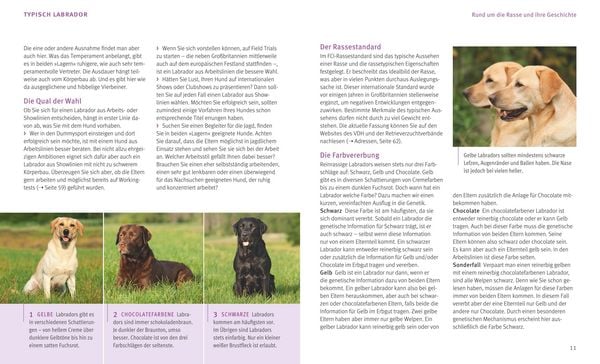 Produktbild: Labrador Retriever