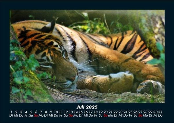 Produktbild: Tiger 2025 Fotokalender DIN A5