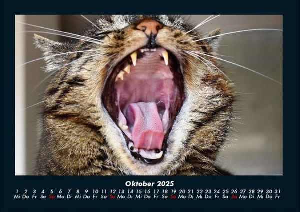 Produktbild: F&uuml;r Katzenfreunde 2025 Fotokalender DIN A4