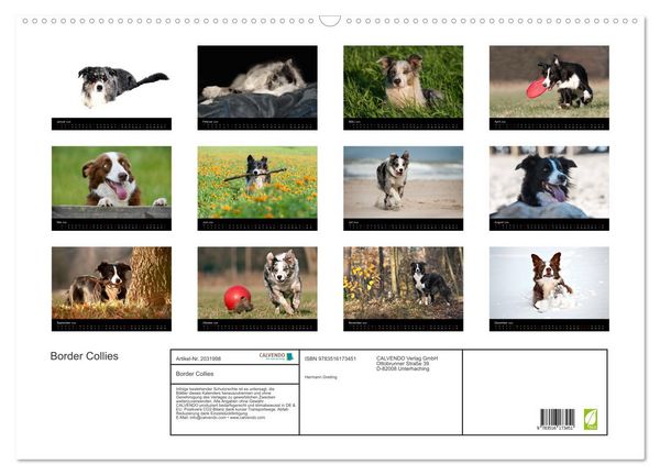 Produktbild: Border Collies (Wandkalender 2026 DIN A2 quer), CALVENDO Monatskalender