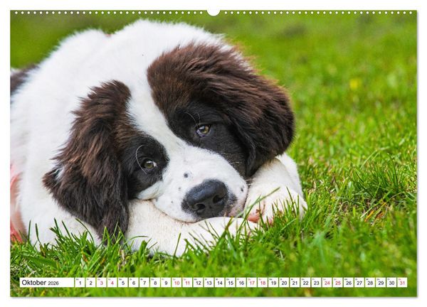 Produktbild: Traumhund Landseer (Wandkalender 2026 DIN A2 quer), CALVENDO Monatskalender