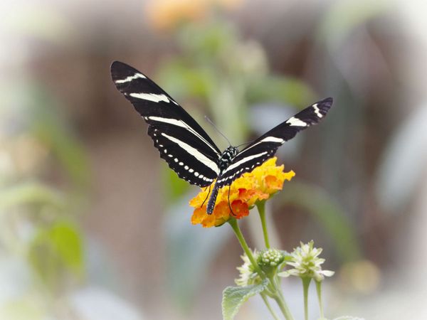 Produktbild: CALVENDO Puzzle Zebrafalter (Heliconius charitonius) 1000 Teile Lege-Gr&ouml;&szlig;e 640 x 480 cm Foto-Puzzle Bild von Sabine L&ouml;wer