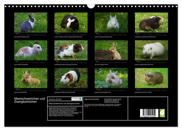 Produktbild: Meerschweinchen und Zwergkaninchen (Wandkalender 2026 DIN A3 quer), CALVENDO Monatskalender