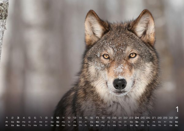 Produktbild: Wolf &ndash; Im Schatten des Waldes - 2027 - Kalender DIN A2