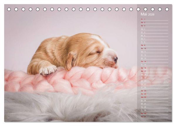 Produktbild: Englische Cocker Spaniel Welpen (Tischkalender 2026 DIN A5 quer), CALVENDO Monatskalender