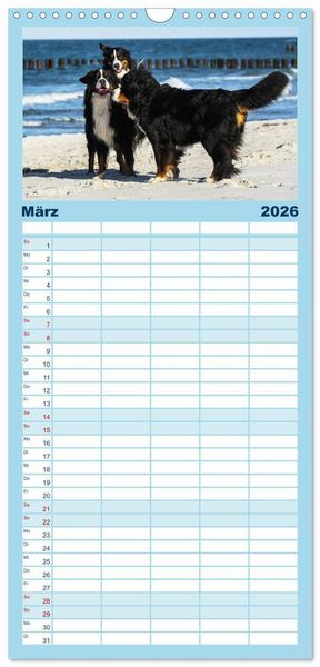 Produktbild: Familienplaner 2026 - Berner Sennenhunde am Strand mit 5 Spalten (Wandkalender, 21 x 45 cm) CALVENDO