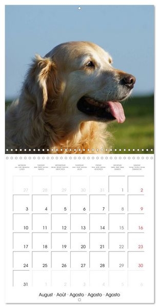 Produktbild: Happy Golden Retriever (Wall Calendar 2026 12 &times; 12 Inch) CALVENDO 12 Month Wall Calendar