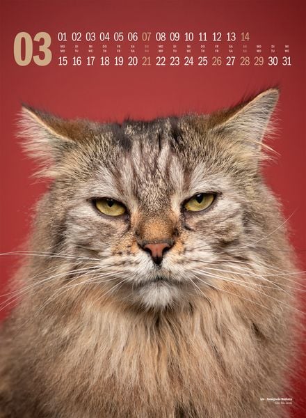 Produktbild: Catography Katzen-Kalender 2027