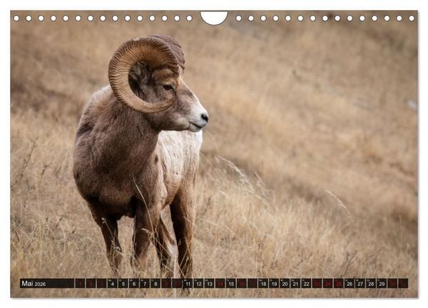 Produktbild: Wildtierkalender (Wandkalender 2026 DIN A4 quer), CALVENDO Monatskalender