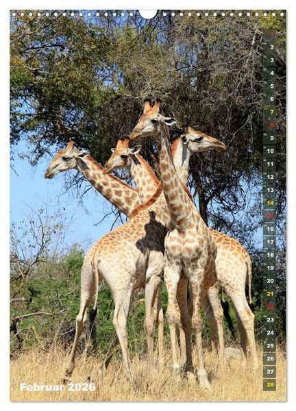 Produktbild: Giraffen - Anmut und Sanftheit (Wandkalender 2026 DIN A3 hoch), CALVENDO Monatskalender