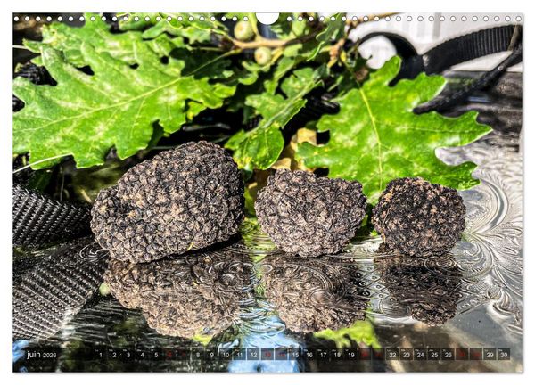 Produktbild: Tr&eacute;sors de truffes fran&ccedil;aises (Calendrier mural 2026 DIN A3 vertical), CALVENDO calendrier mensuel