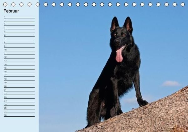 Produktbild: Der Schäferhunde-Geburtstagskalender (Tischkalender immerwährend DIN A5 quer)