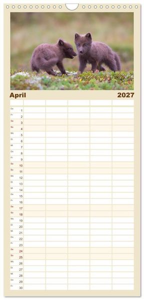 Produktbild: Familienplaner 2027 - Polarfuchs-Welpen mit 5 Spalten (Wandkalender, 21 x 45 cm) CALVENDO