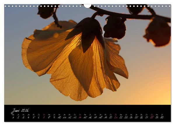 Produktbild: Zeit der Natur - Ein Augenblick zur Ewigkeit (Wandkalender 2026 DIN A3 quer), CALVENDO Monatskalender