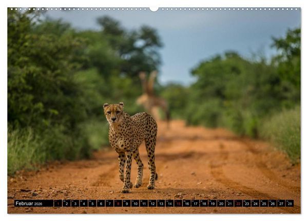 Produktbild: Afrikas wilde Tiere (Wandkalender 2026 DIN A2 quer), CALVENDO Monatskalender