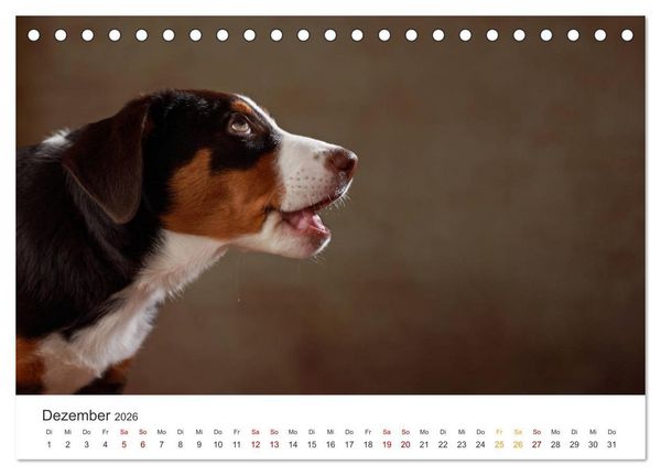 Produktbild: Welpenblicke (Tischkalender 2026 DIN A5 quer), CALVENDO Monatskalender