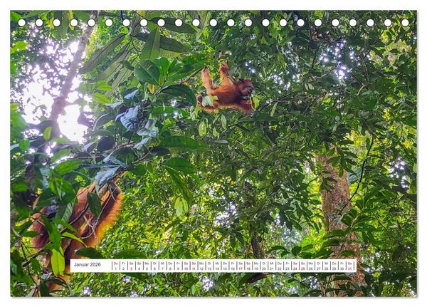 Produktbild: Gunung Leuser Nationalpark und seine Orang Utans (Tischkalender 2026 DIN A5 quer), CALVENDO Monatskalender