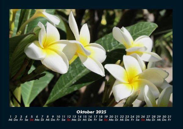 Produktbild: Blumentr&auml;ume 2025 Fotokalender DIN A4