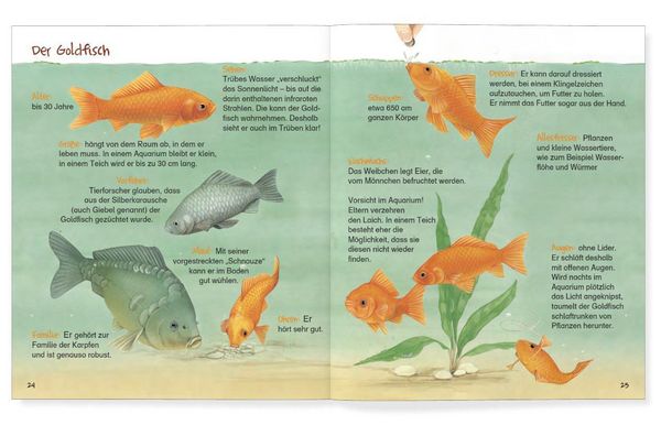 Produktbild: Kaiser Ping und der goldene Fisch