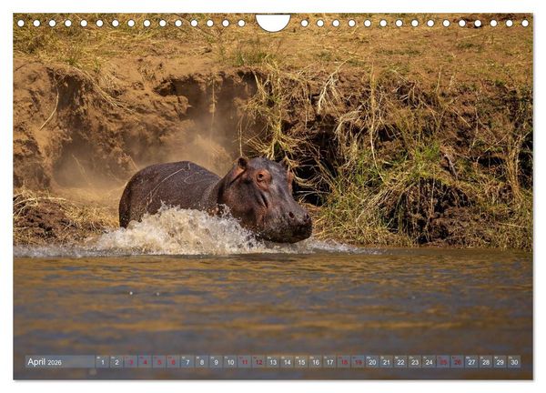 Produktbild: Hippos - Gef&auml;hrliche Giganten (Wandkalender 2026 DIN A4 quer), CALVENDO Monatskalender
