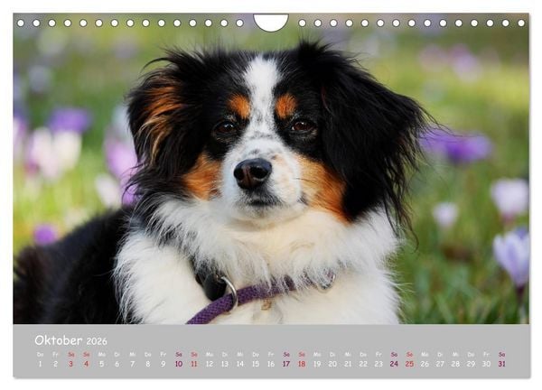 Produktbild: Dein Hund der treue Begleiter (Wandkalender 2026 DIN A4 quer), CALVENDO Monatskalender