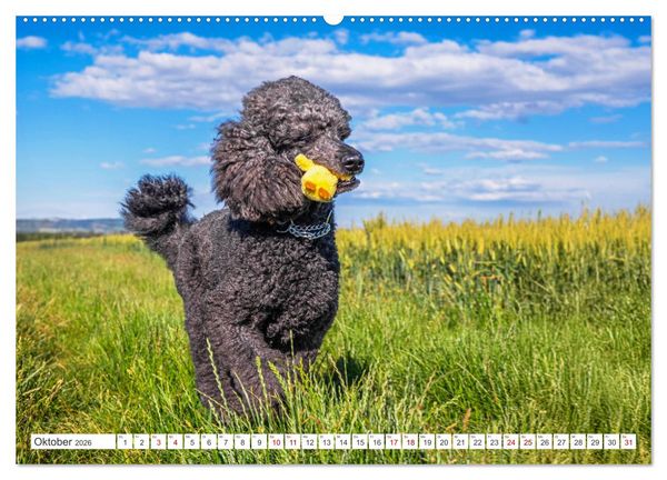 Produktbild: Pudel - Gl&uuml;ck auf vier Pfoten (Wandkalender 2026 DIN A2 quer), CALVENDO Monatskalender