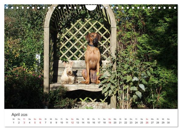 Produktbild: Ridgebacks - Hunde aus Afrika (Wandkalender 2026 DIN A4 quer), CALVENDO Monatskalender