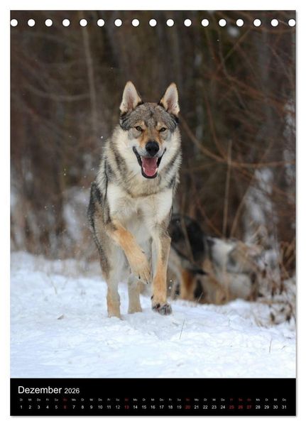 Produktbild: Faszination Wolfhund (Tischkalender 2026 DIN A5 hoch), CALVENDO Monatskalender