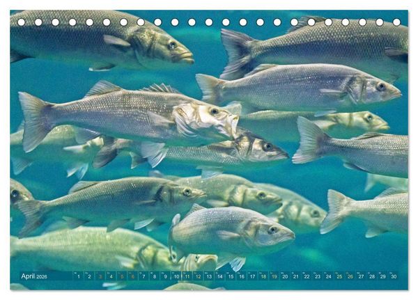 Produktbild: Fische in Teichen und Fl&uuml;ssen (Tischkalender 2026 DIN A5 quer), CALVENDO Monatskalender