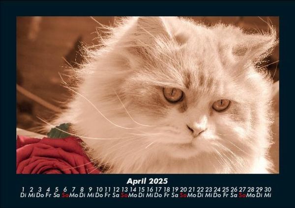 Produktbild: F&uuml;r Katzenfreunde 2025 Fotokalender DIN A5