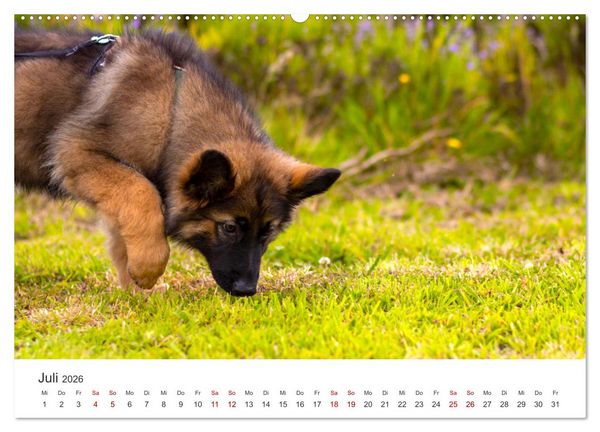 Produktbild: Sch&auml;ferhunde - Die gutm&uuml;tigen Wegbegleiter. (hochwertiger Premium Wandkalender 2026 DIN A2 quer), Kunstdruck in Hochglanz