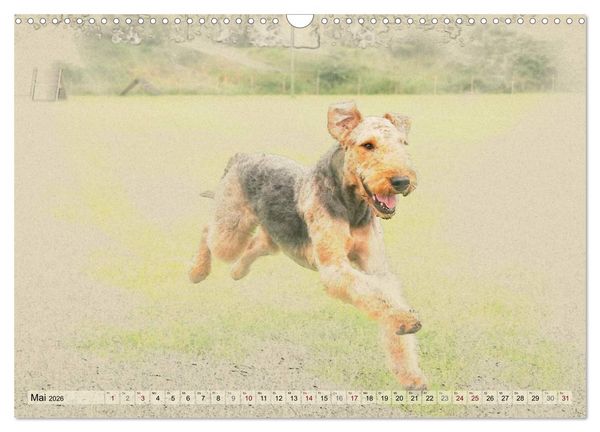 Produktbild: Airedale Terrier 2026 (Wandkalender 2026 DIN A3 quer), CALVENDO Monatskalender