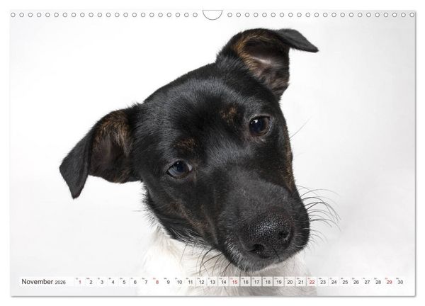 Produktbild: Kleine Hunde - Gro&szlig;e Blicke (Wandkalender 2026 DIN A3 quer), CALVENDO Monatskalender