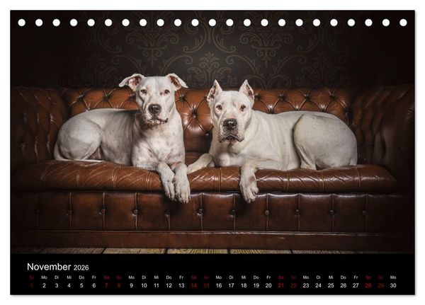 Produktbild: DOGO ARGENTINO (Tischkalender 2026 DIN A5 quer), CALVENDO Monatskalender