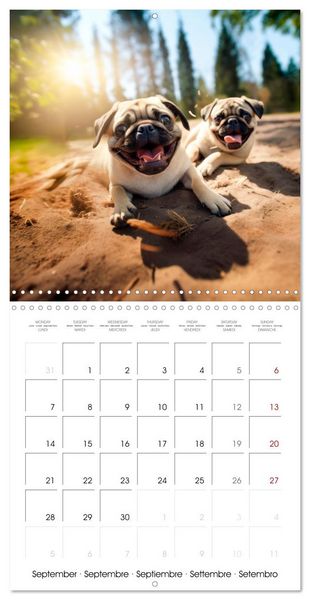 Produktbild: PUGS Cute and cuddly doggies (Wall Calendar 2026 12 &times; 12 Inch) CALVENDO 12 Month Wall Calendar