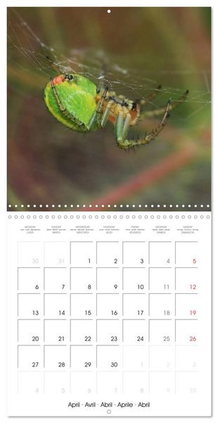Produktbild: Spiders and Tarantulas (Wall Calendar 2026 12 &times; 12 Inch) CALVENDO 12 Month Wall Calendar