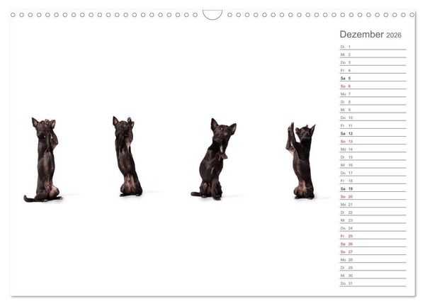 Produktbild: Chihuahua - Die Welt der Kleinen (Wandkalender 2026 DIN A3 quer), CALVENDO Monatskalender