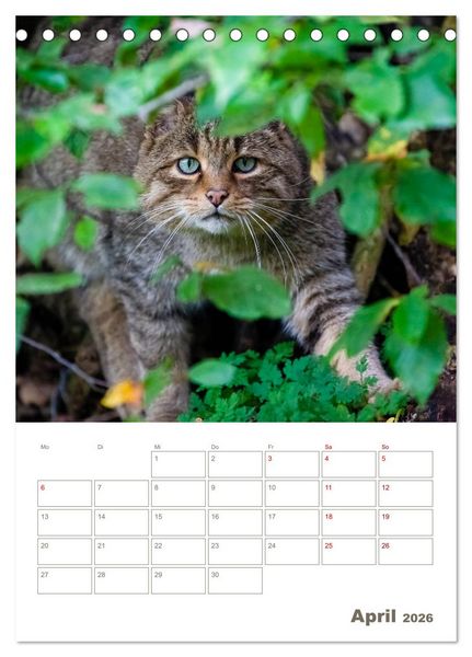 Produktbild: Europ&auml;ische Wildkatzen - Jahresplaner (Tischkalender 2026 DIN A5 hoch), CALVENDO Monatskalender