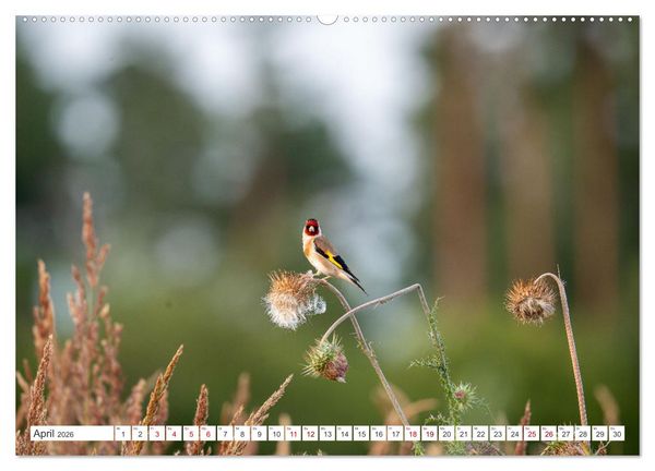 Produktbild: Wildv&ouml;gel 2026 (Wandkalender 2026 DIN A2 quer), CALVENDO Monatskalender